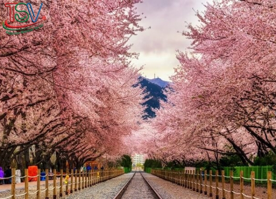 Tour Hàn Quốc mùa hoa anh đào Seoul – Đảo Nami – Everland 5N4D